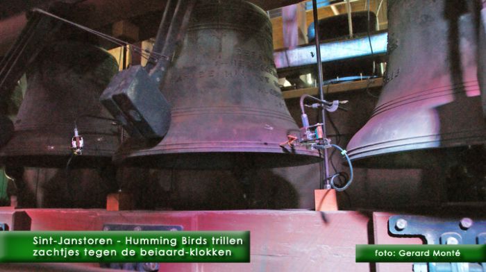 montE7069- boulevard humming birds-  web 2010