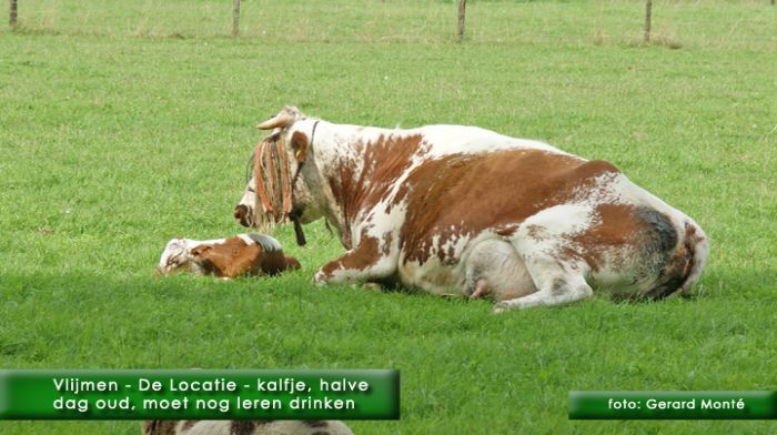 montE7087- vlijmen de locatie-  web 2010