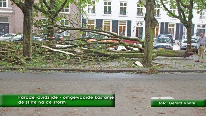 0montE9146b- omgewaaide bomen jun-  web 2011