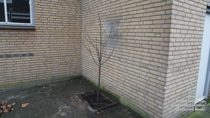 DSC00111- t Zand Den Bosch- project lei-fruitboom - 7nov2015 - foto GerardMontE web DSC00111- t Zand Den Bosch- project lei-fruitboom - 7nov2015 - foto GerardMontE web