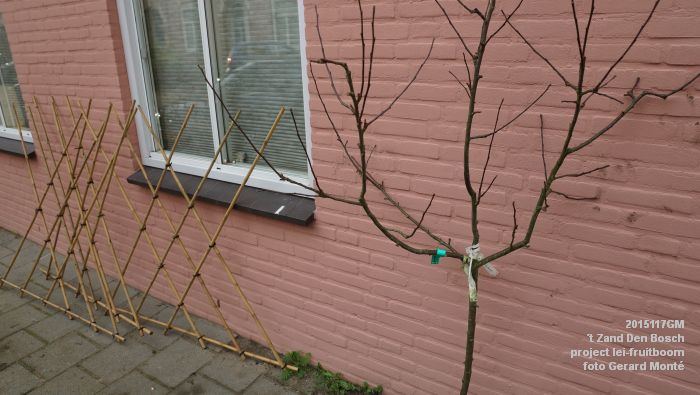 DSC00121- t Zand Den Bosch- project lei-fruitboom - 7nov2015 - foto GerardMontE web DSC00121- t Zand Den Bosch- project lei-fruitboom - 7nov2015 - foto GerardMontE web