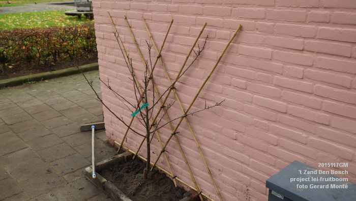 DSC00122- t Zand Den Bosch- project lei-fruitboom - 7nov2015 - foto GerardMontE web DSC00122- t Zand Den Bosch- project lei-fruitboom - 7nov2015 - foto GerardMontE web