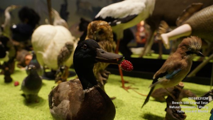 DSC02694- Bosch 500 Grand Tour Natuurmuseum Tilburg - 31maart2016 - foto GerardMontE web