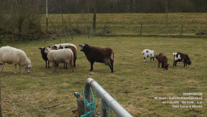 DSC09028- NLdoet - Gefeliciflapstaartbox - Locatie - De Fuik - en andere locaties- 9maart2018 - foto GerardMontE web